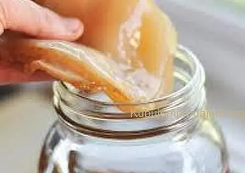 Čajna Gljiva Kombuha - starter - 1/3