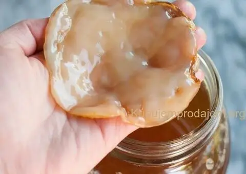 Čajna Gljiva Kombuha - starter - 2/3