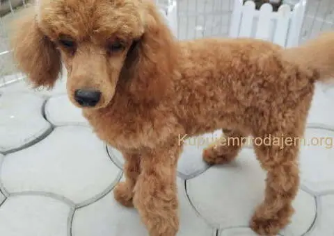 Prodajem musko stene patuljaste  PUDLE - 1/3