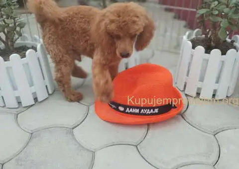 Prodajem musko stene patuljaste  PUDLE - 2/3