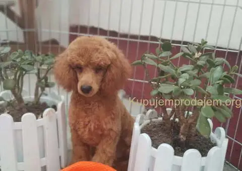 Prodajem musko stene patuljaste  PUDLE - 3/3