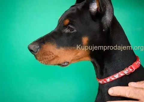 Doberman prelepi štenci - 1/14