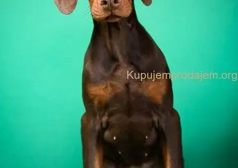 Doberman prelepi štenci - 2/14
