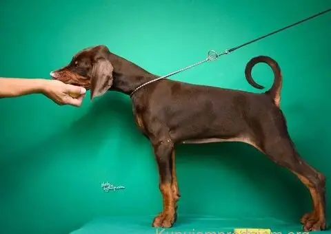 Doberman prelepi štenci - 3/14