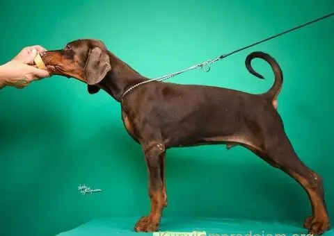 Doberman prelepi štenci - 4/14