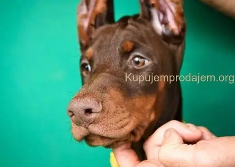 Doberman prelepi štenci - 5/14