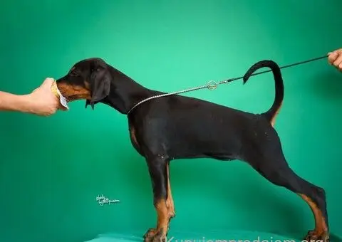 Doberman prelepi štenci - 6/14