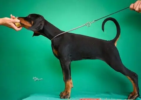 Doberman prelepi štenci - 7/14