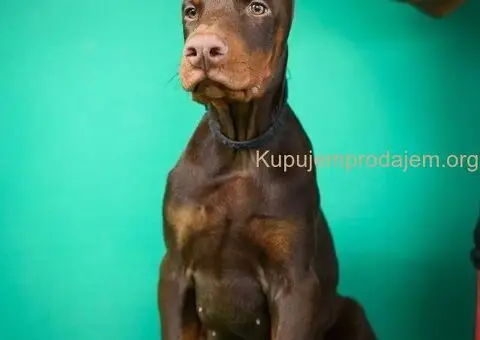 Doberman prelepi štenci - 8/14