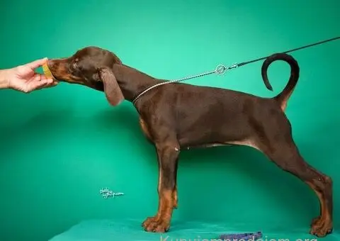 Doberman prelepi štenci - 9/14