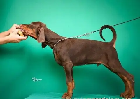 Doberman prelepi štenci - 10/14