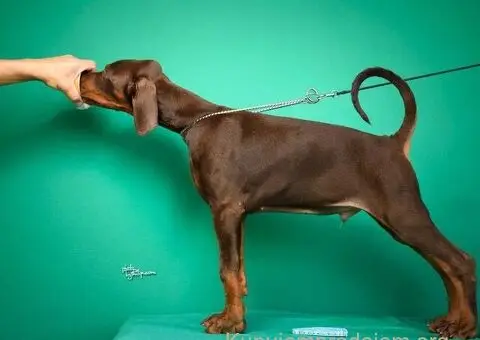 Doberman prelepi štenci - 11/14