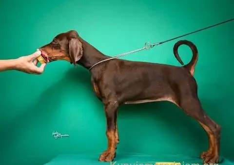 Doberman prelepi štenci - 12/14