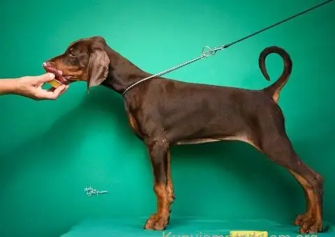 Doberman prelepi štenci - 13/14