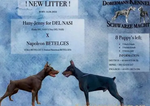 Doberman prelepi štenci - 14/14