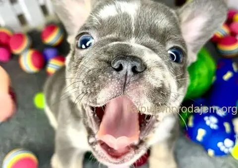Francuski Buldog štenci - 1/8