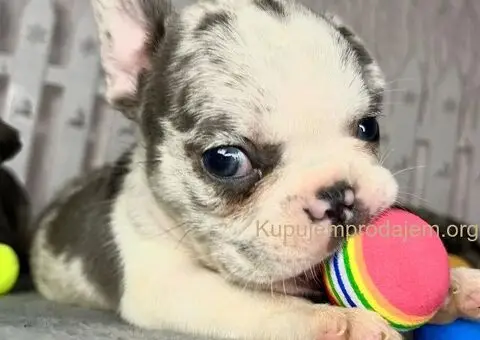 Francuski Buldog štenci - 2/8