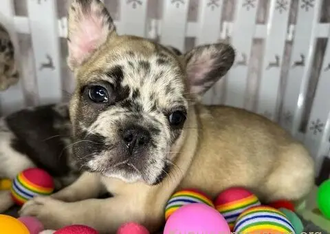 Francuski Buldog štenci - 3/8