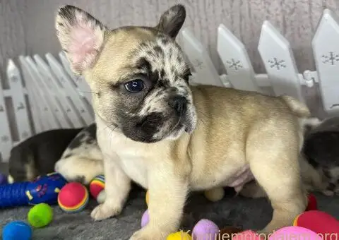 Francuski Buldog štenci - 4/8