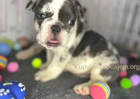 Francuski Buldog štenci - 5/8