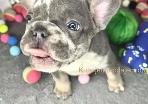 Francuski Buldog štenci - 6/8