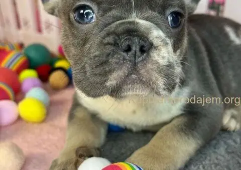 Francuski Buldog štenci - 7/8