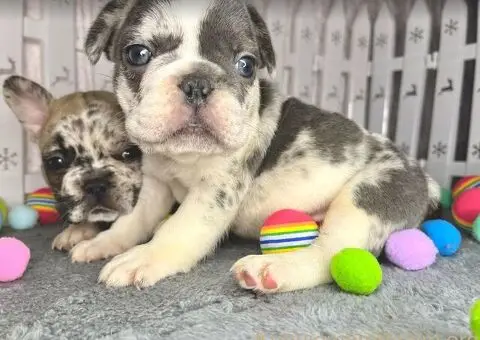 Francuski Buldog štenci - 8/8