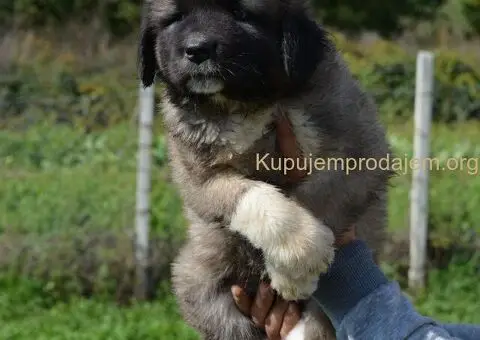 Kavkaski Ovčar VRHUNSKI štenci - 1/15