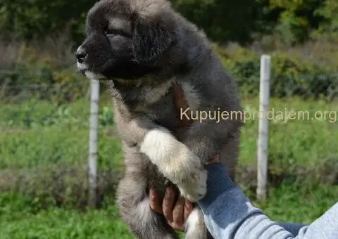 Kavkaski Ovčar VRHUNSKI štenci - 2/15