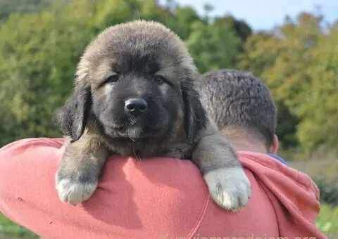 Kavkaski Ovčar VRHUNSKI štenci - 3/15