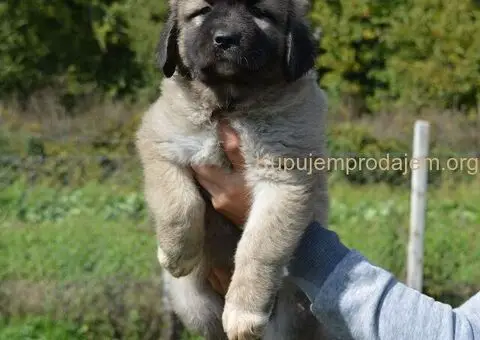 Kavkaski Ovčar VRHUNSKI štenci - 4/15