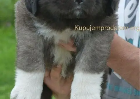 Kavkaski Ovčar VRHUNSKI štenci - 5/15