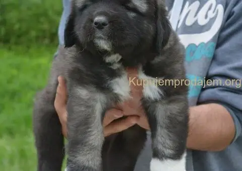 Kavkaski Ovčar VRHUNSKI štenci - 6/15