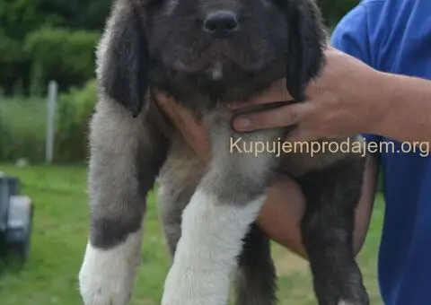 Kavkaski Ovčar VRHUNSKI štenci - 7/15