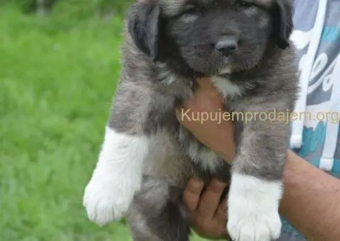 Kavkaski Ovčar VRHUNSKI štenci - 8/15