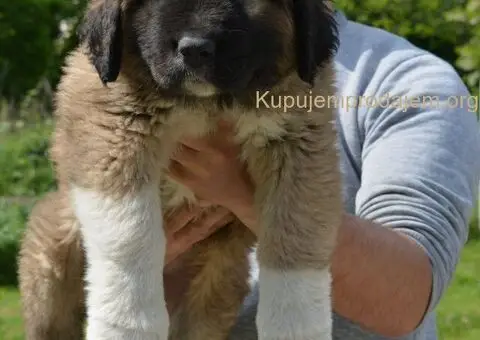 Kavkaski Ovčar VRHUNSKI štenci - 10/15