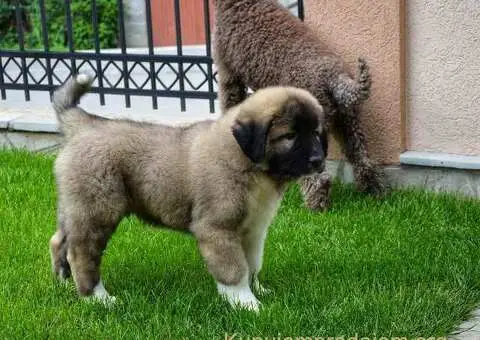 Kavkaski Ovčar VRHUNSKI štenci - 11/15