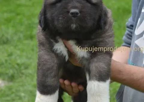Kavkaski Ovčar VRHUNSKI štenci - 12/15