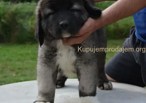 Kavkaski Ovčar VRHUNSKI štenci - 13/15