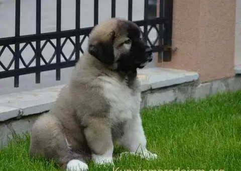 Kavkaski Ovčar VRHUNSKI štenci - 14/15