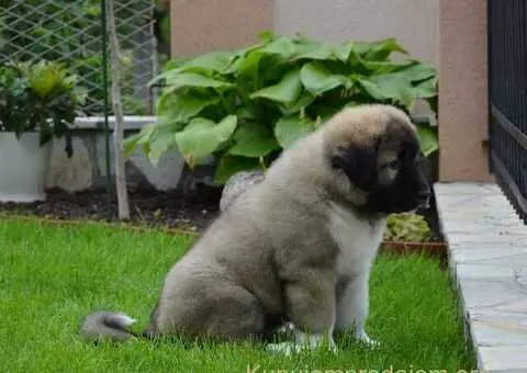 Kavkaski Ovčar VRHUNSKI štenci - 15/15