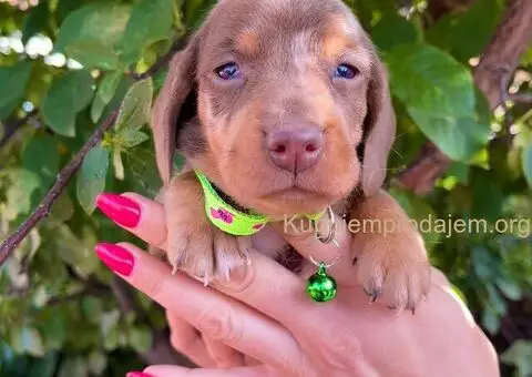 Patuljasti Jazavičar egzotične boje - 1/10