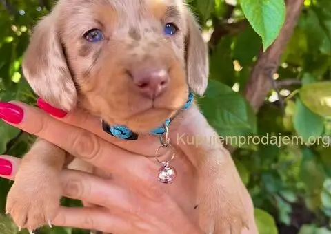 Patuljasti Jazavičar egzotične boje - 2/10