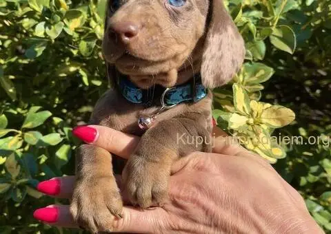 Patuljasti Jazavičar egzotične boje - 3/10