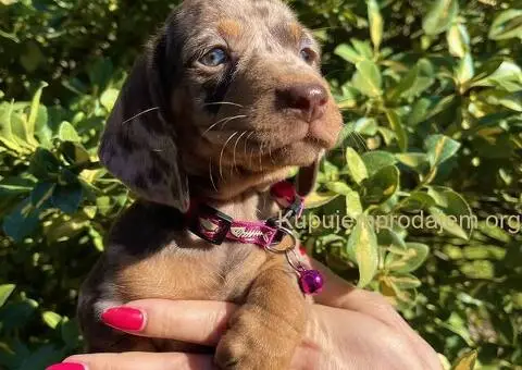 Patuljasti Jazavičar egzotične boje - 4/10