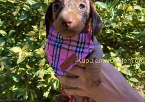 Patuljasti Jazavičar egzotične boje - 5/10