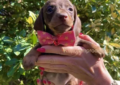 Patuljasti Jazavičar egzotične boje - 6/10