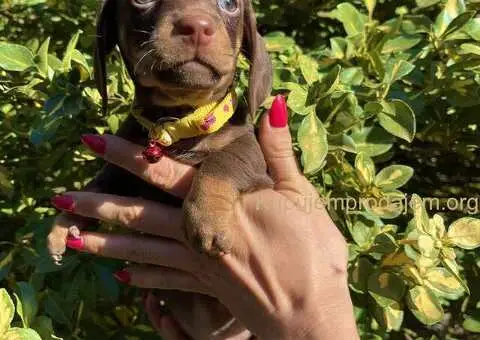 Patuljasti Jazavičar egzotične boje - 7/10