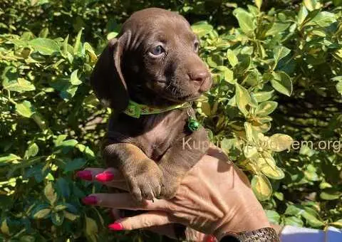 Patuljasti Jazavičar egzotične boje - 8/10