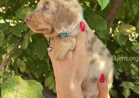 Patuljasti Jazavičar egzotične boje - 9/10